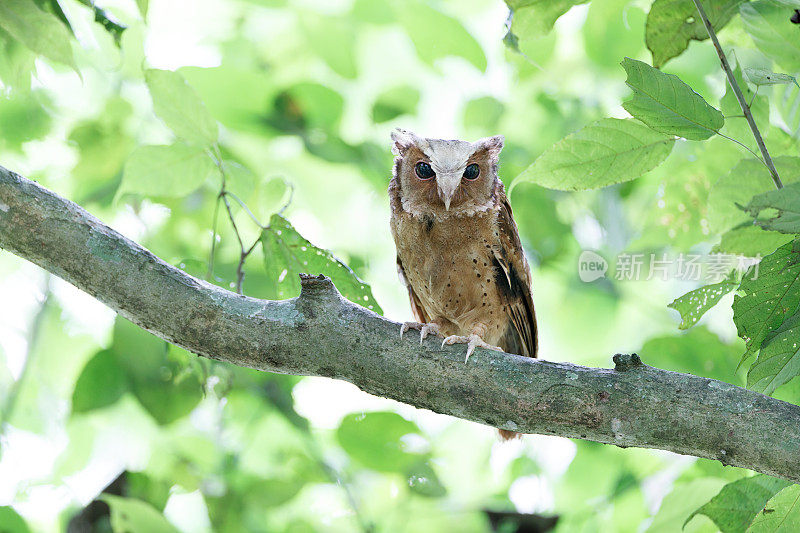 夜行鸟:成年白额镜鸮(Otus sagittatus)。